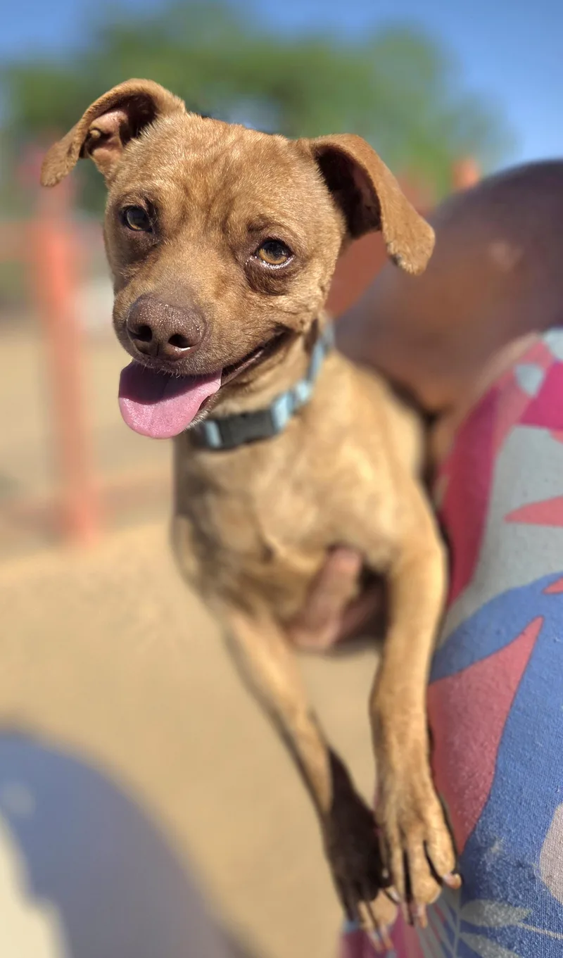 A young small-sized male Yellow / Tan / Blond / Fawn Chihuahua dog named Junior for adoption in Yucca Valley, CA