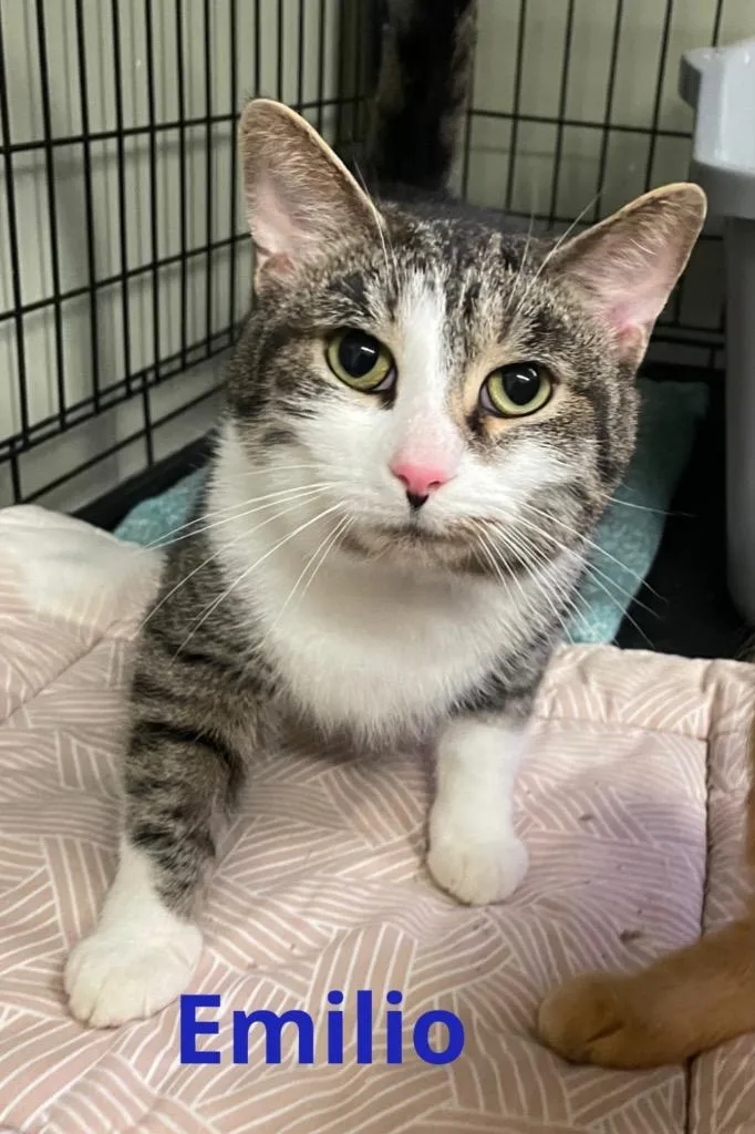 A young medium-sized male Domestic Short Hair cat named Emilio for adoption in Muskegon, MI