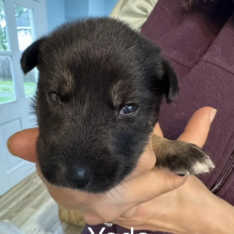 A baby medium-sized male Yellow / Tan / Blond / Fawn Mixed Breed dog named Yoda for adoption in Bartlett, TN