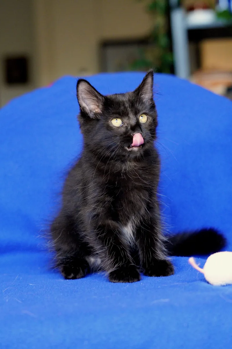A baby small-sized male Black Domestic Medium Hair cat named Bear for adoption in San Diego, CA