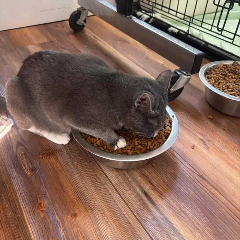 A young small-sized female Gray / Blue / Silver Domestic Short Hair cat named Karen for adoption in Midland, TX