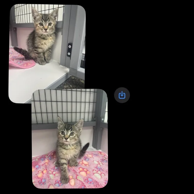 A baby small-sized female Brown / Chocolate Domestic Short Hair cat named Female   Tabby for adoption in Shelbyville, IL