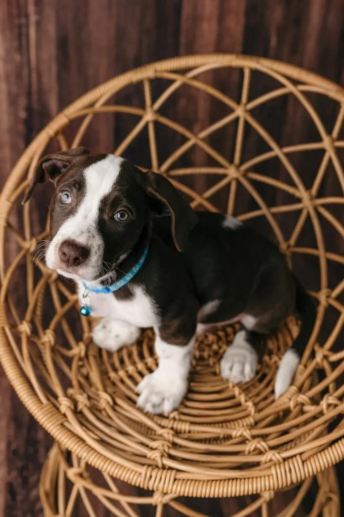 A baby medium-sized male Labrador Retriever dog named Carl $ for adoption in Milwaukee, WI