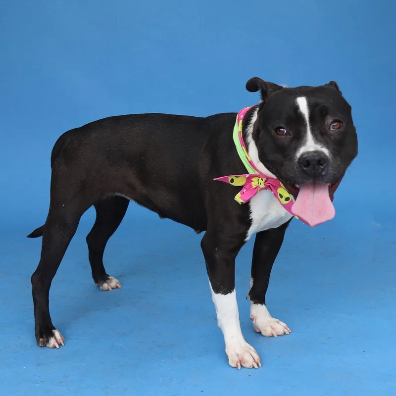 A young medium-sized female Pit Bull Terrier dog named Tawny for adoption in Pasadena, CA