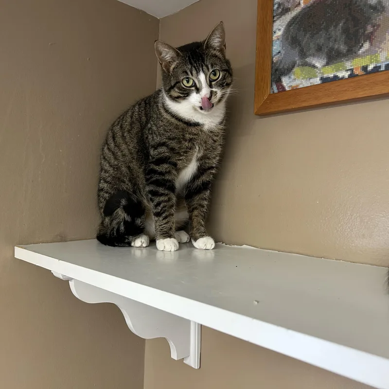 Chestnut thumbnail 2