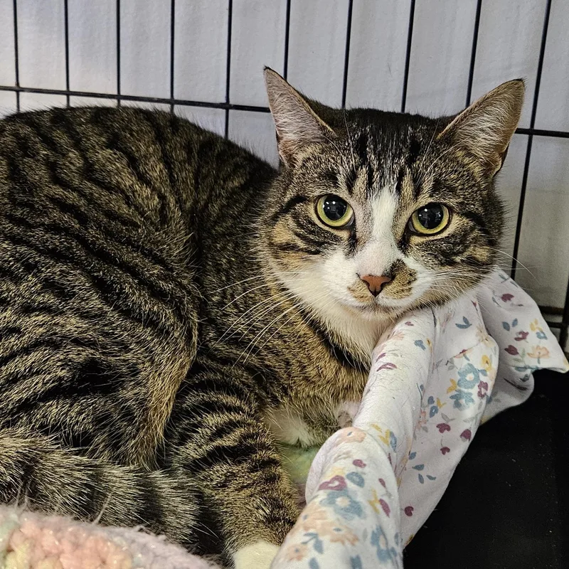 Chestnut thumbnail 4