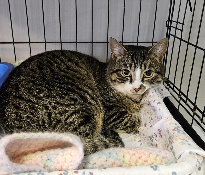 Chestnut thumbnail 5