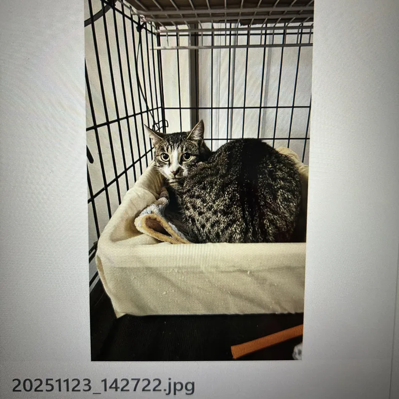 Chestnut thumbnail 6