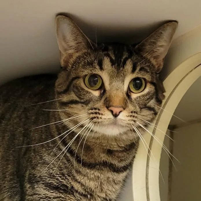 An adult large-sized male Domestic Short Hair cat named Chai for adoption in Columbia, MO
