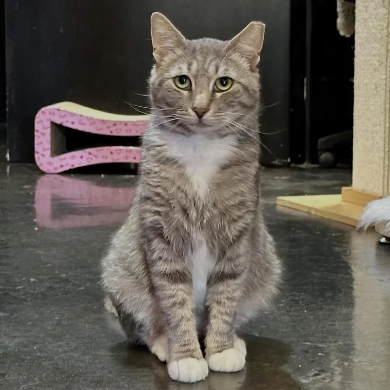 A young medium-sized male Domestic Short Hair cat named Simon for adoption in Rutherfordton, NC