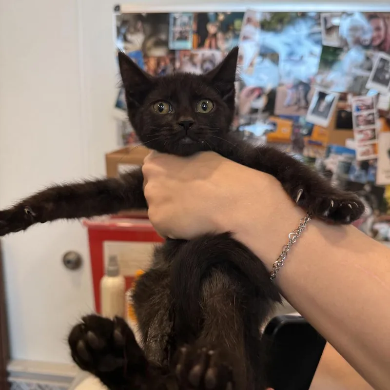 A baby small-sized male Black Domestic Short Hair cat named Tornado for adoption in Louisville, KY
