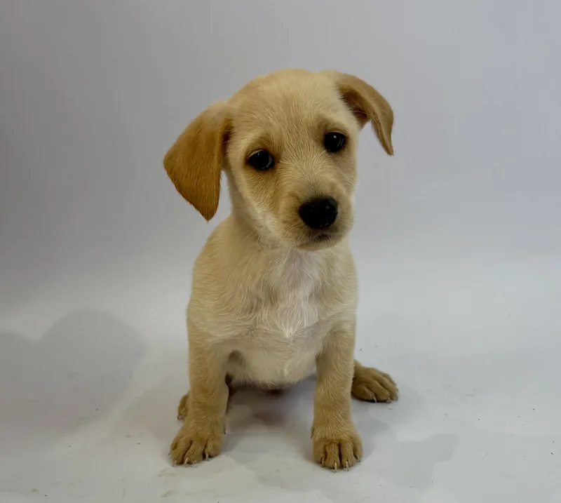 A baby medium-sized female Apricot / Beige Rat Terrier dog named Jean Grey for adoption in Alvin, TX