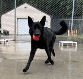 A young medium-sized female German Shepherd Dog dog named Dahlia for adoption in Ashland, VA