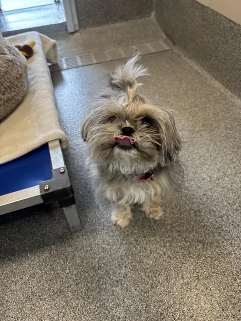 A senior medium-sized female Shih Tzu dog named Edith for adoption in Leesburg, VA