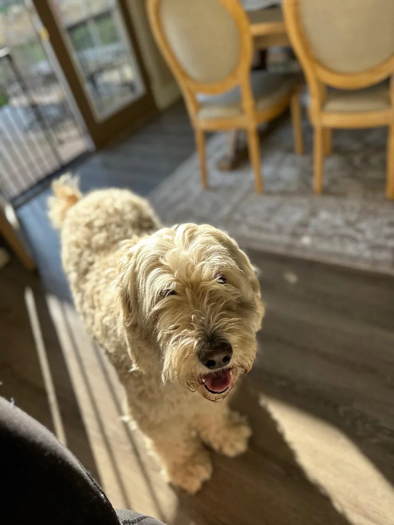 An adult medium-sized female Poodle dog named Hazel Bug for adoption in Salt Lake City, UT