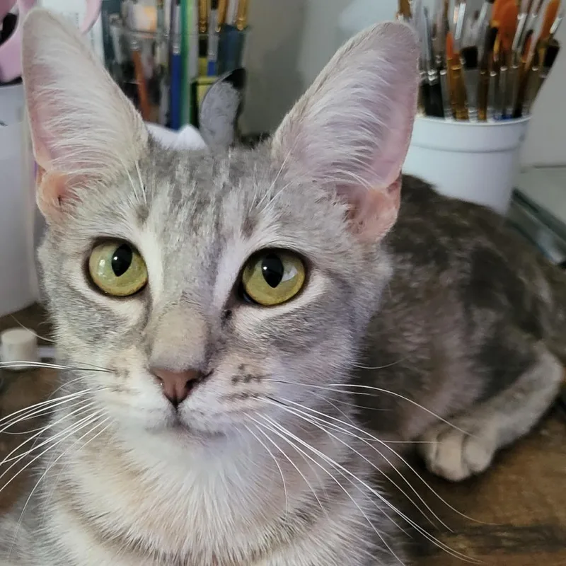 An adult medium-sized female Gray / Blue / Silver Domestic Short Hair cat named Reba M for adoption in Marietta, GA