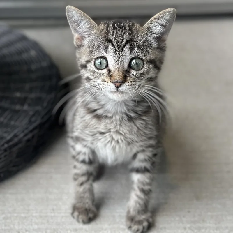 A baby small-sized female Brown / Chocolate Domestic Short Hair cat named Captain Underpants for adoption in Matteson, IL