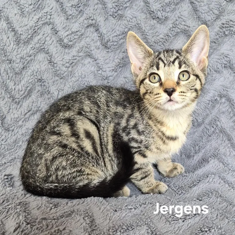A baby small-sized male Brown / Chocolate Domestic Short Hair cat named Jergens for adoption in Matteson, IL