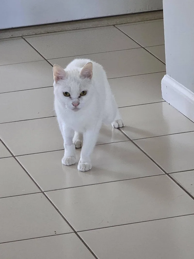 An adult medium-sized female Domestic Short Hair cat named Moo for adoption in Enfield, CT