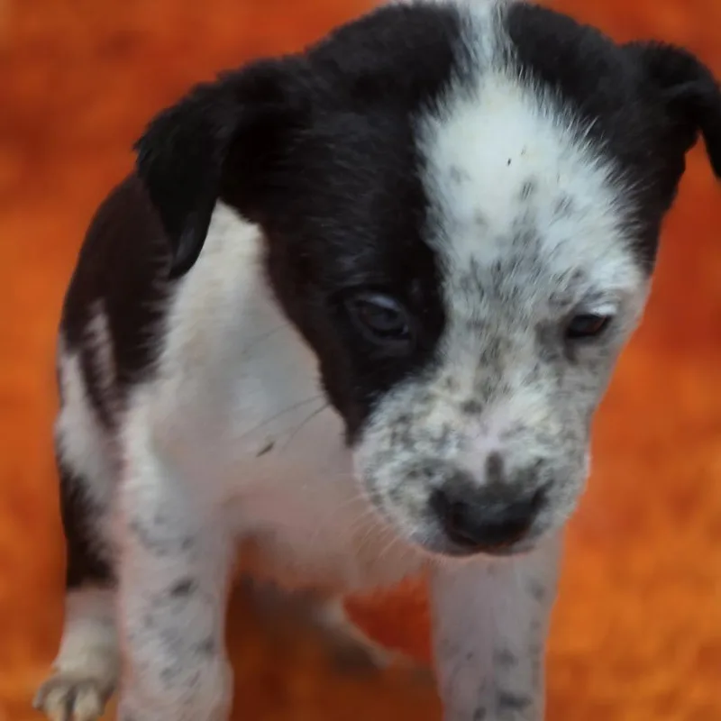 A baby medium-sized female Black Border Collie dog named Willow for adoption in Wiggins, MS