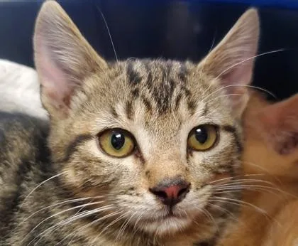 A young large-sized male Domestic Short Hair cat named Cosmos for adoption in Kansas City, MO