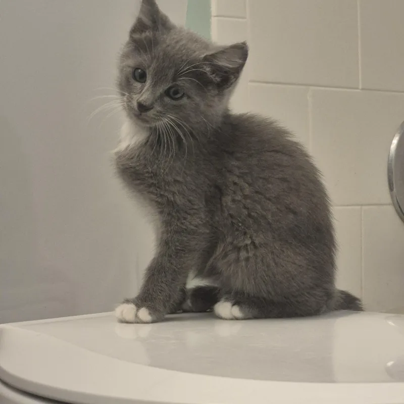 A baby medium-sized female Gray & White Domestic Medium Hair cat named Ciabatta for adoption in Saint Pete Beach, FL