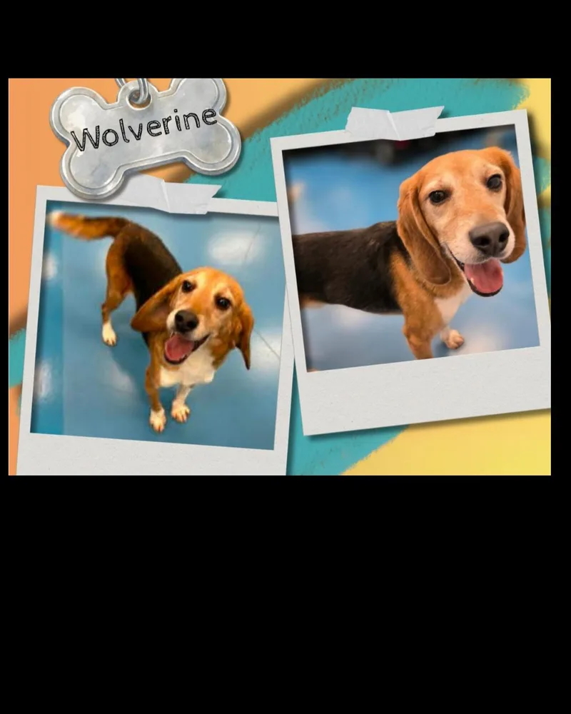 An adult medium-sized male Tricolor (Brown, Black, & White) Beagle dog named Wolverine for adoption in Bothell, WA