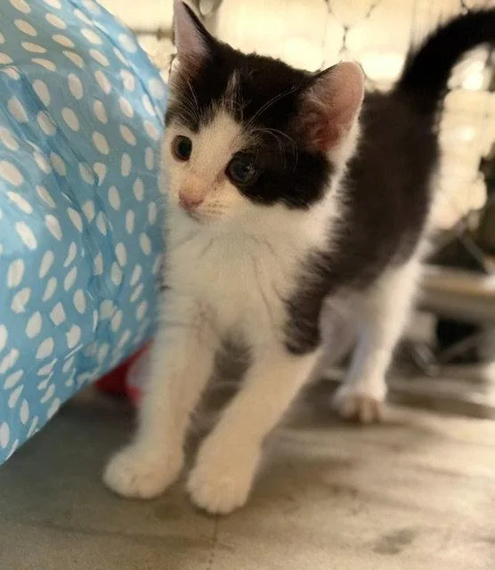 Oreo