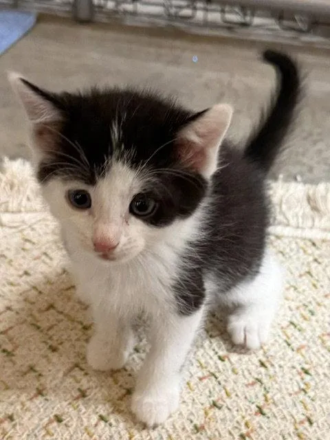 Oreo thumbnail 3