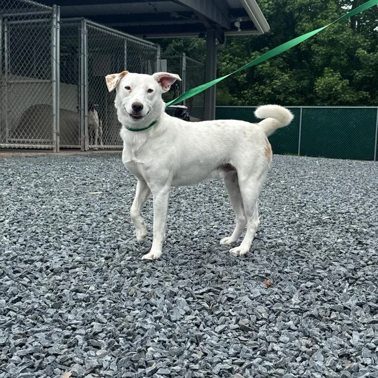 A young small-sized male Mixed Breed dog named Bam Bam for adoption in Mount Gilead, NC