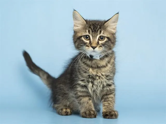A baby small-sized male Domestic Short Hair cat named Sparky for adoption in Phoenix, AZ