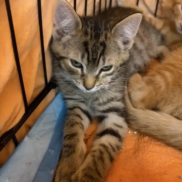 A baby small-sized male Brown / Chocolate Domestic Short Hair cat named Randy for adoption in New York, NY