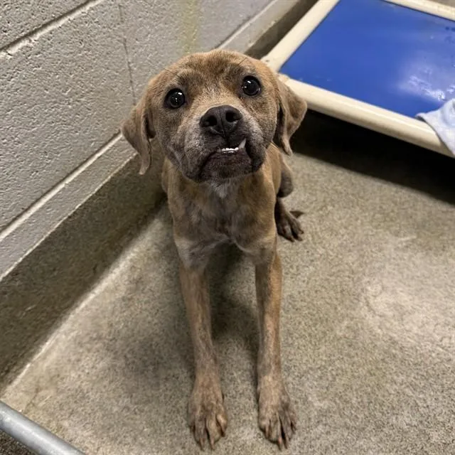 A young medium-sized female Plott Hound dog named Rhonda for adoption in Huntsville, AL