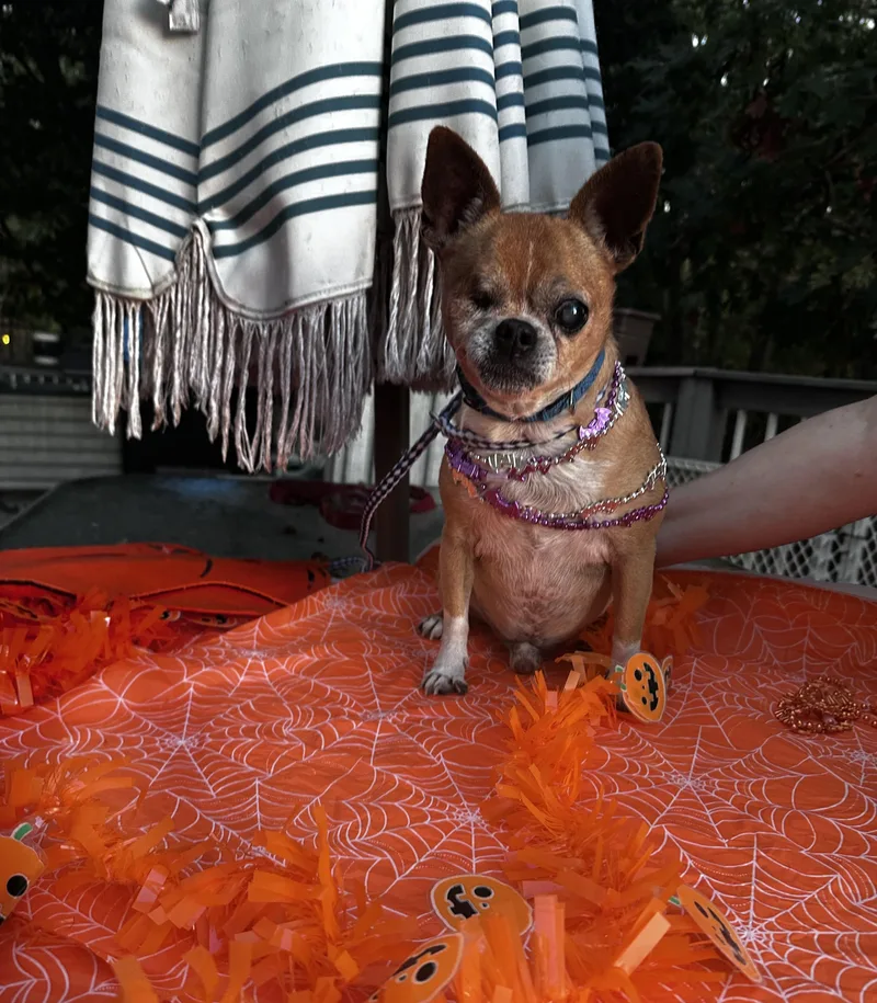 A senior small-sized male Golden Chihuahua dog named One Eye Jack for adoption in White Lake, MI