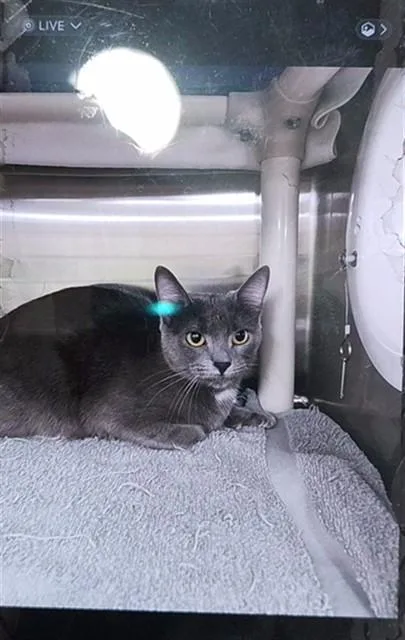 A young medium-sized female Domestic Short Hair cat named Scout for adoption in Huntsville, AL