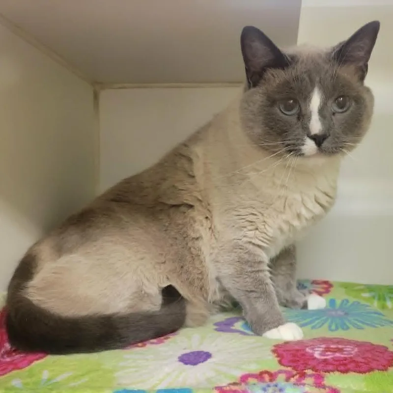 An adult large-sized male Gray / Blue / Silver Domestic Short Hair cat named Jupiter for adoption in Columbia, MO