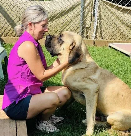 An adult extra large-sized male Mastiff dog named Jabarkus $ for adoption in Seneca, SC