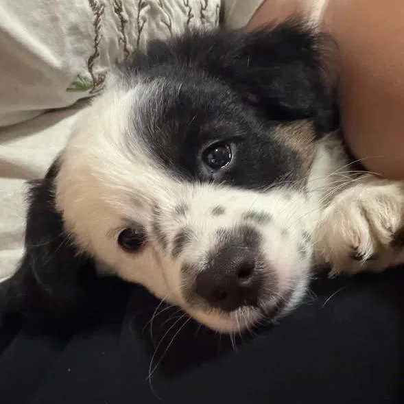 A baby medium-sized male Black Mixed Breed dog named Domino for adoption in Joliet, IL