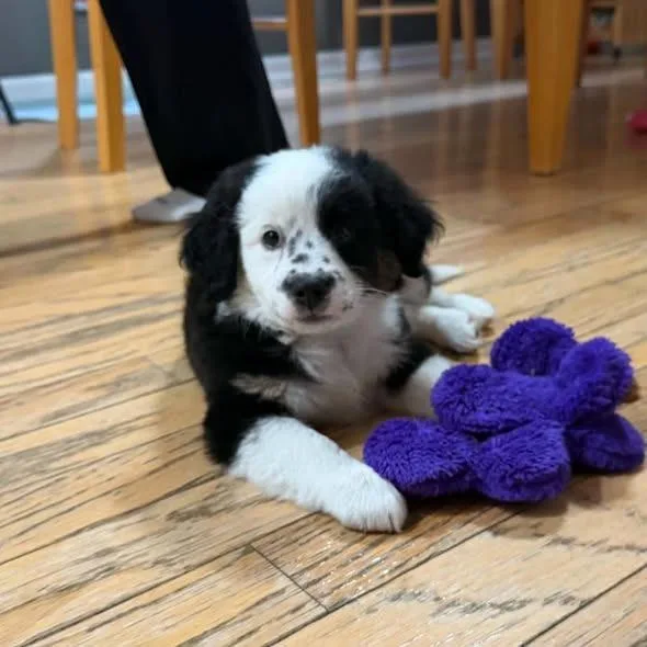 Domino thumbnail 2