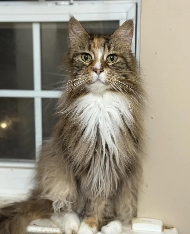 An adult medium-sized female Calico Maine Coon cat named Aspen for adoption in Old Bridge, NJ
