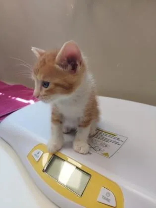 A baby small-sized male Domestic Short Hair cat named Baby Boots for adoption in Fishers, IN