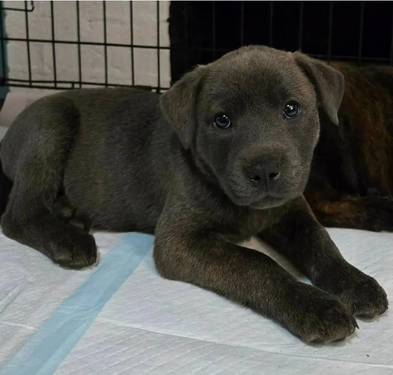 A baby medium-sized female Shepherd dog named Eden for adoption in El Dorado, AR