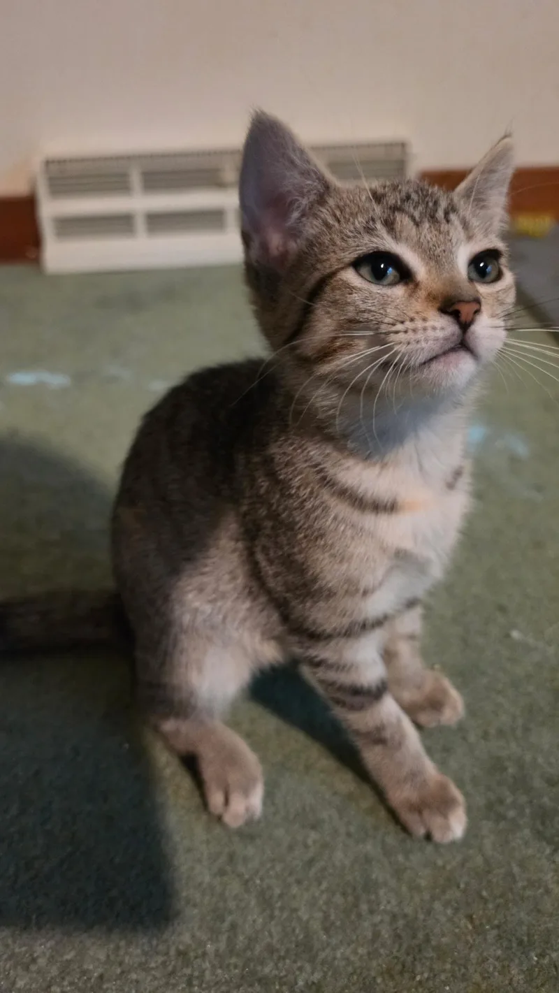 A baby medium-sized female Gray & White Domestic Short Hair cat named Venus for adoption in Delmar, NY