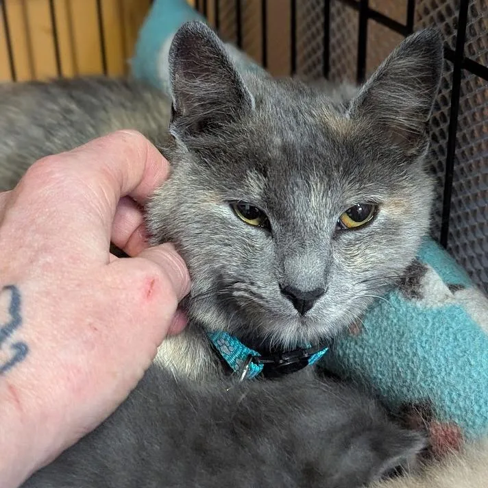 An adult small-sized female Tortoiseshell Domestic Short Hair cat named Pippa for adoption in Johnstown, PA