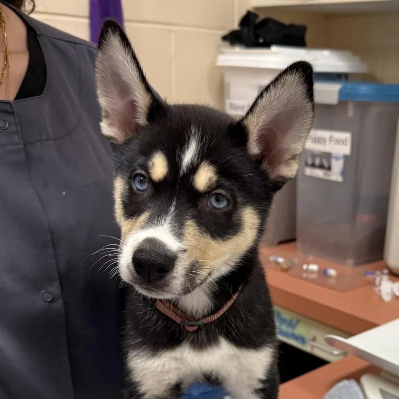 A baby small-sized male Black Husky dog named Bosco for adoption in Springfield, MA