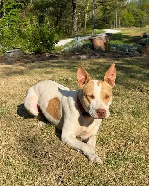 A young large-sized female Pit Bull Terrier dog named Judy for adoption in Little Rock, AR