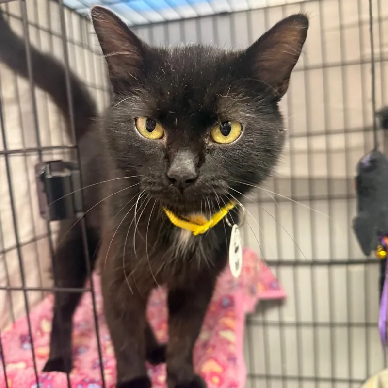 A young medium-sized female Black Domestic Medium Hair cat named Jane for adoption in Normal, IL