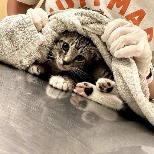 A baby small-sized male Brown / Chocolate Domestic Short Hair cat named The Scientist for adoption in Jacksonville, FL