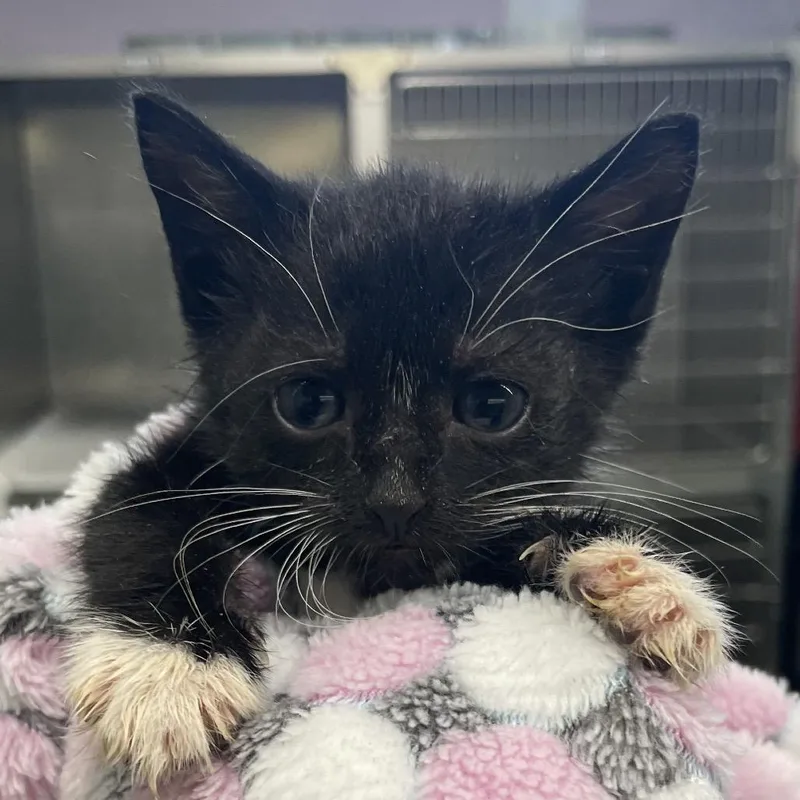 A baby small-sized female Black Domestic Short Hair cat named Sugar for adoption in West Palm Beach, FL