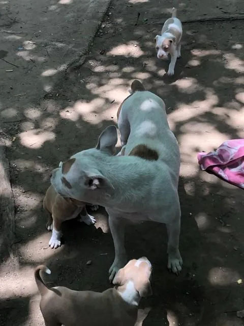 A young medium-sized female Mixed Breed dog named Scarlett for adoption in Dallas, TX